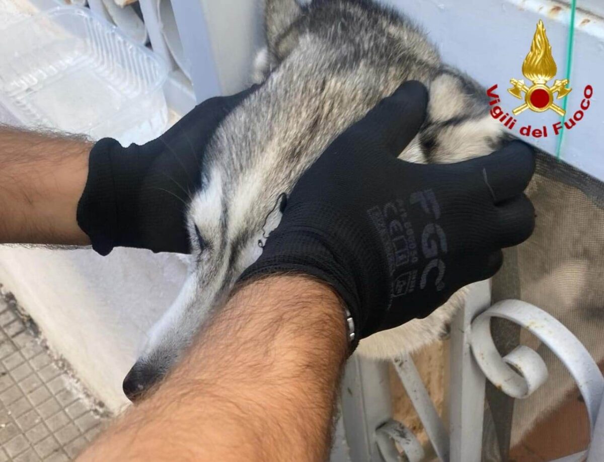 Messina, salvato un cane rimasto con la testa incastrata nel cancello ...
