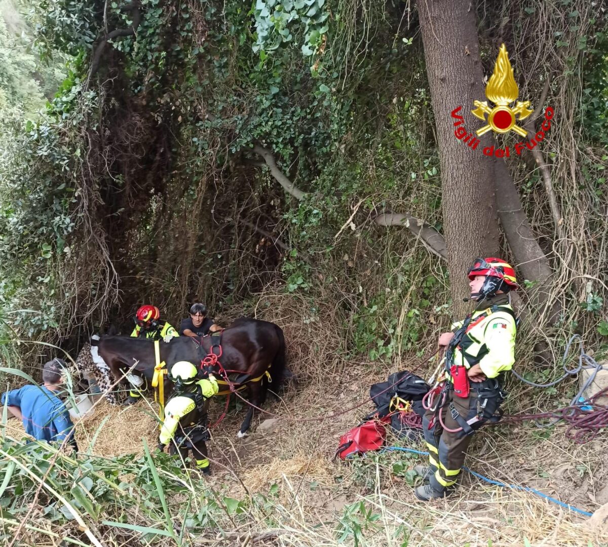 Crotone: cavallo cade in un dirupo in una zona impervia, sedato e ...
