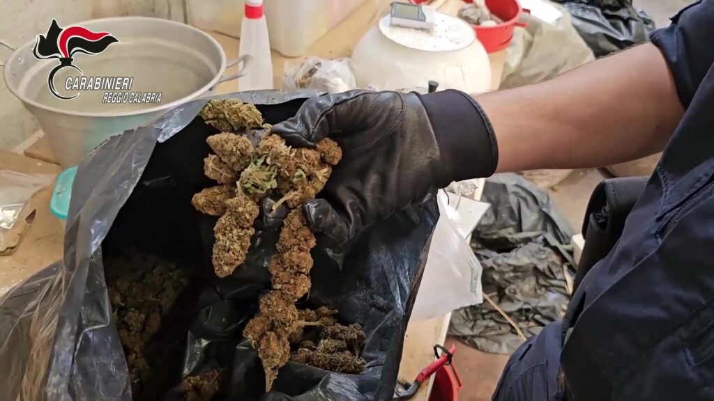sequestro cannabis