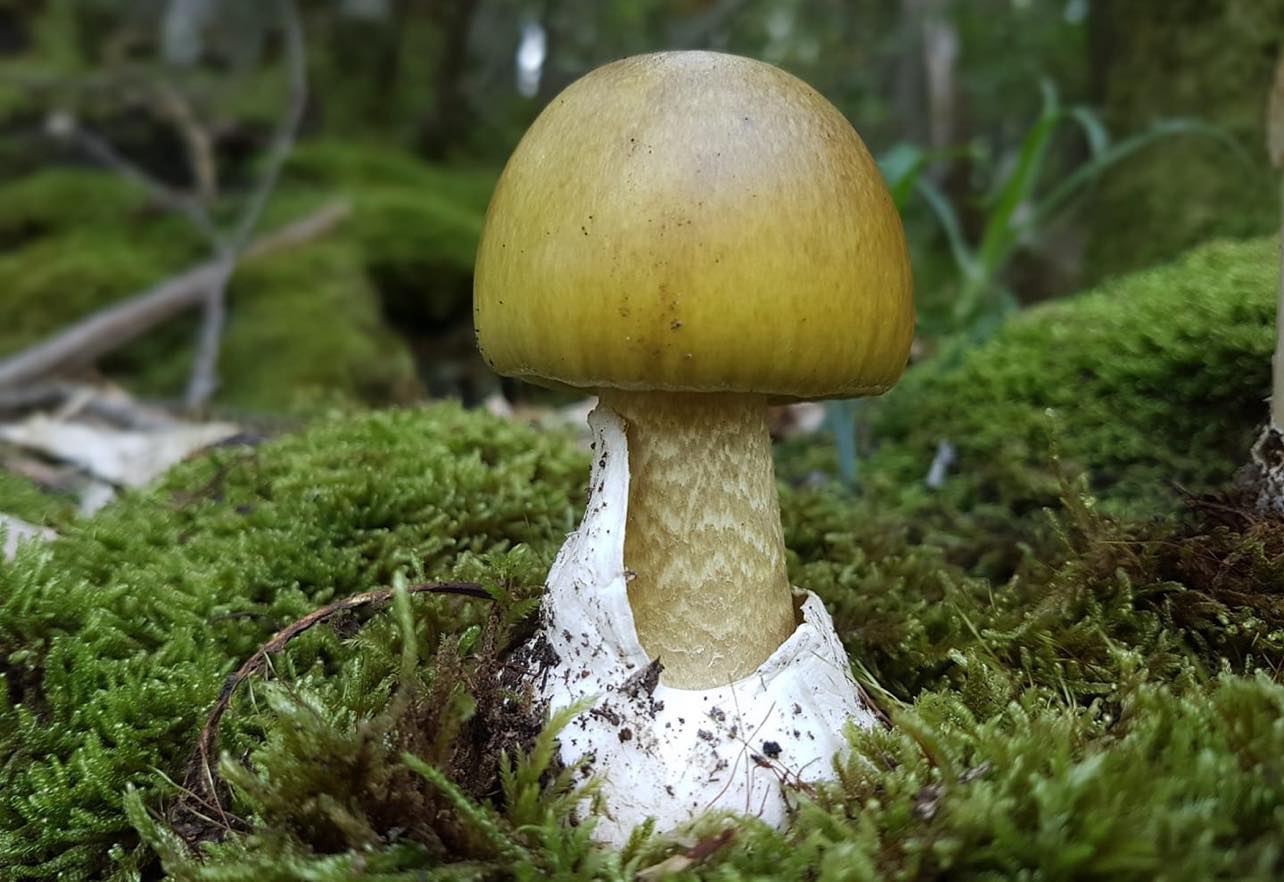 Amanita phalloides