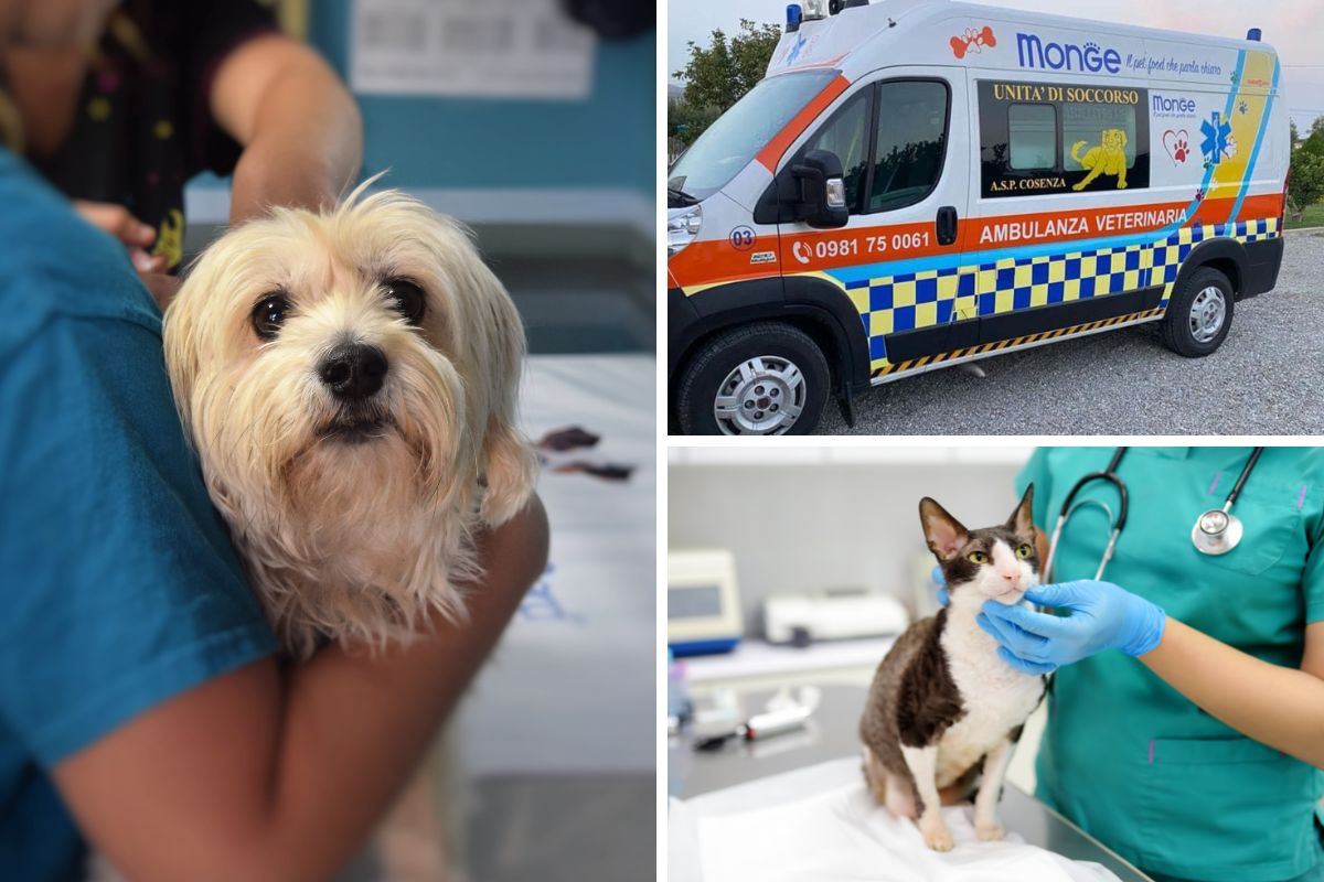 ambulanza veterinaria cosenza