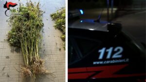 marijuana carabinieri reggio calabria