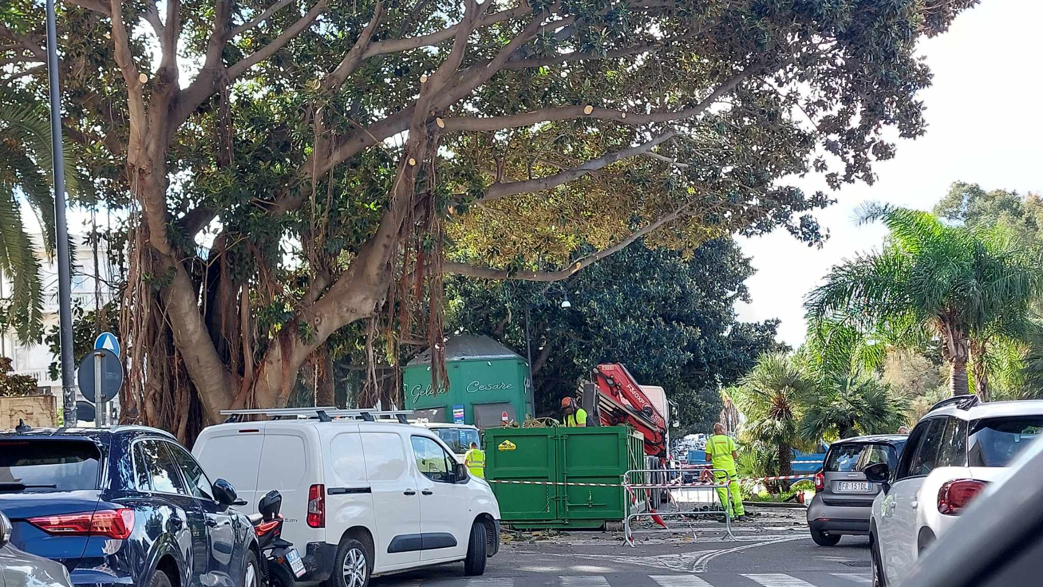 taglio albero lungomare