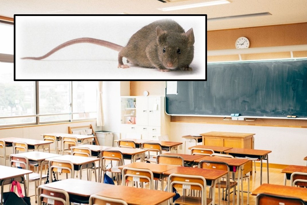 topo a scuola