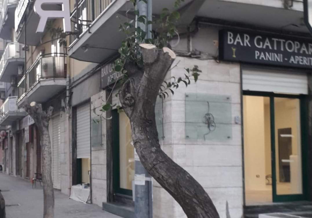 Taglio alberi Crotone