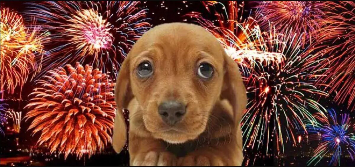botti capodanno animali 1