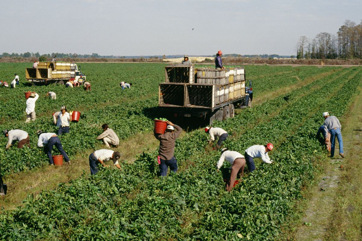 lavoro nei campi