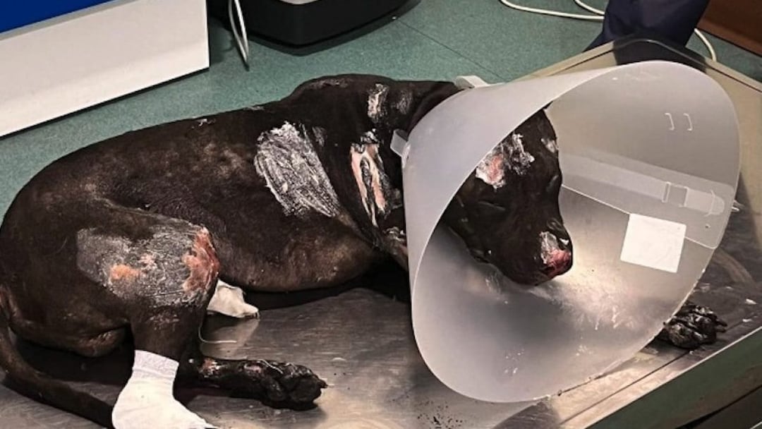 Pitbull bruciato a palermo