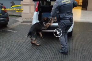 arresto droga gdf messina cane