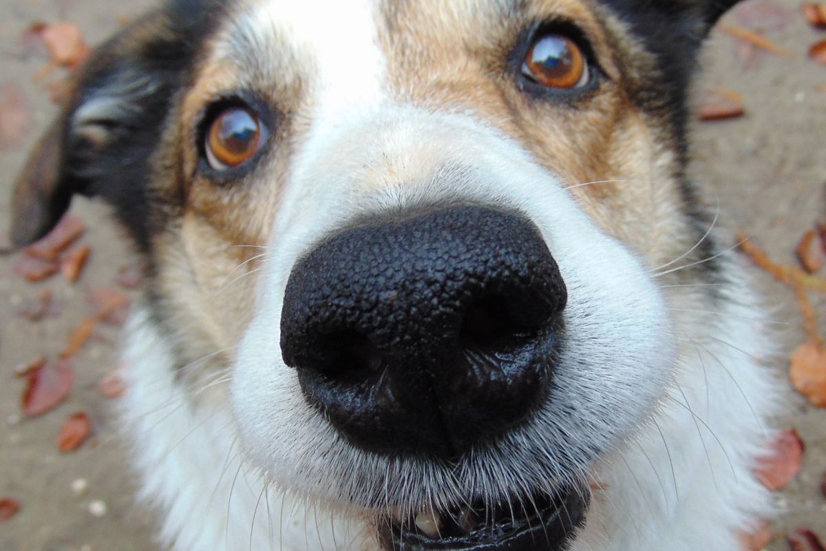 cane