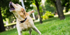 cane abbaia cani