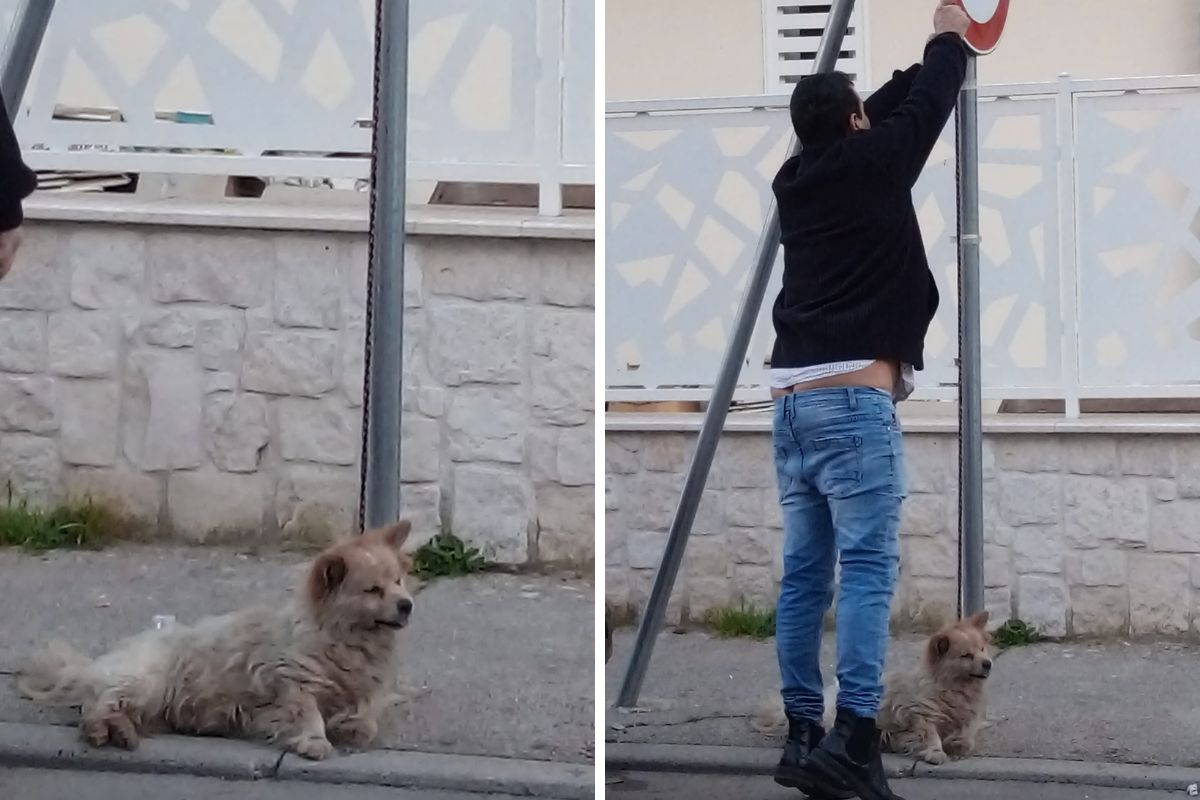 cane morto al palo caserta