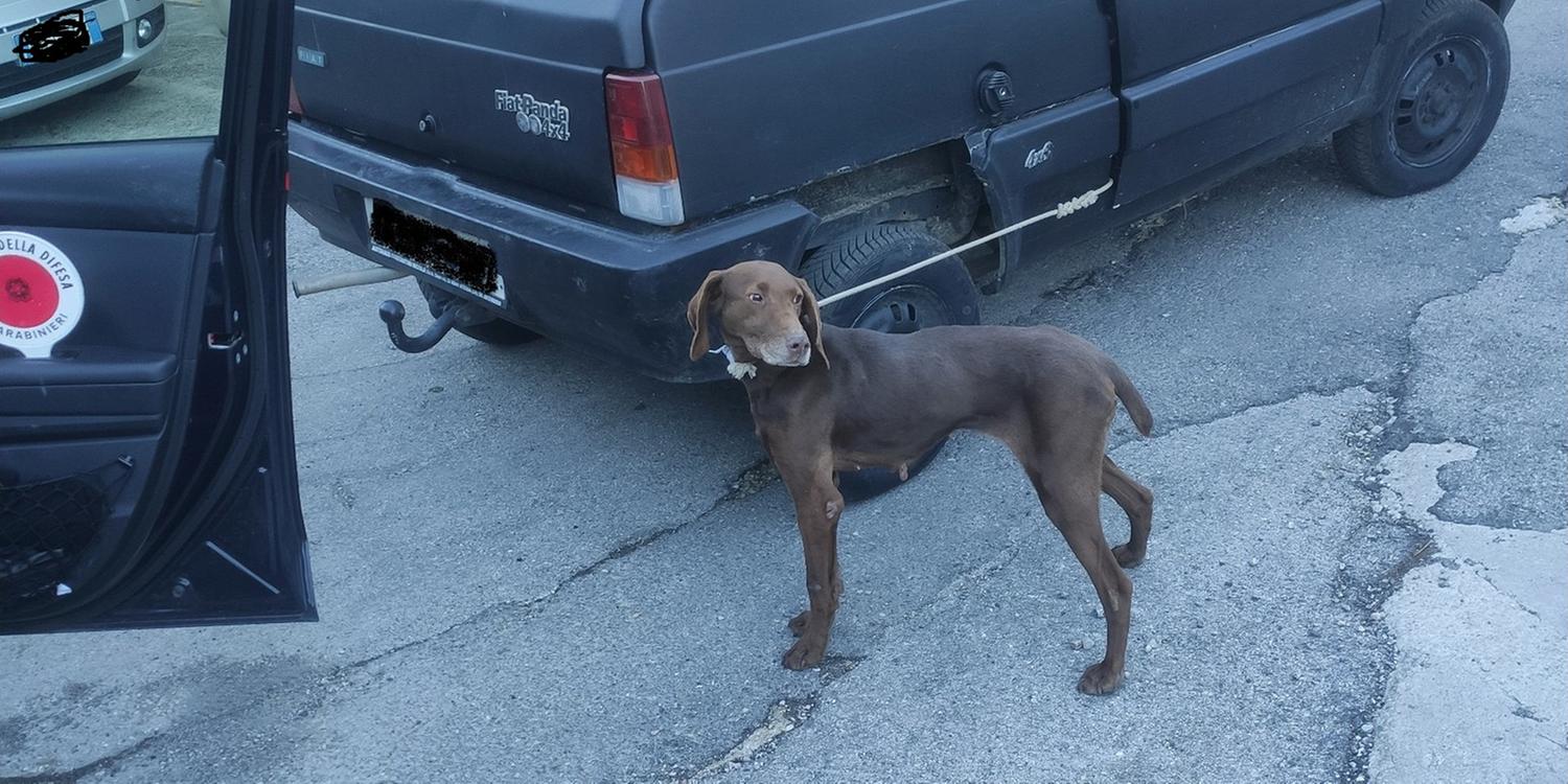 cane trascinato dall’auto
