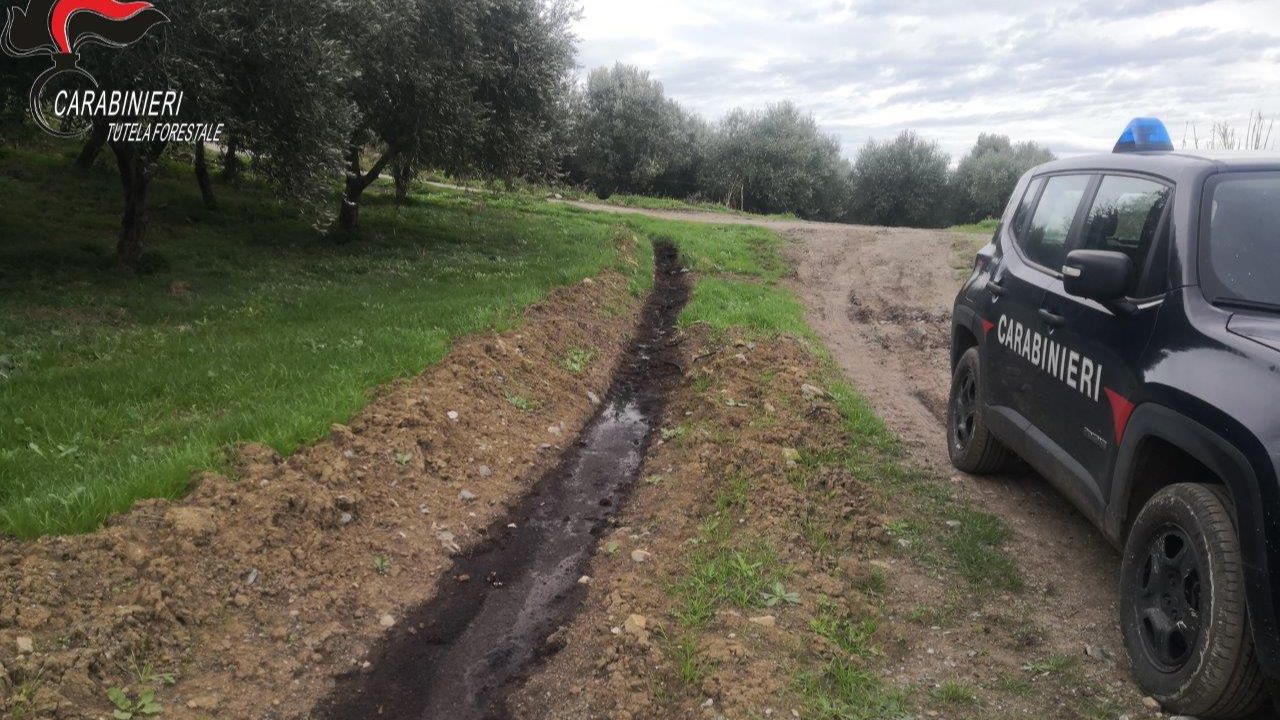 carabinieri forestale cosenza frantoio