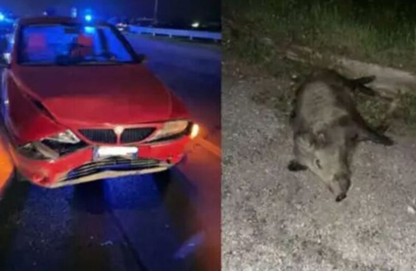 Incidente cinghiali corigliano rossano