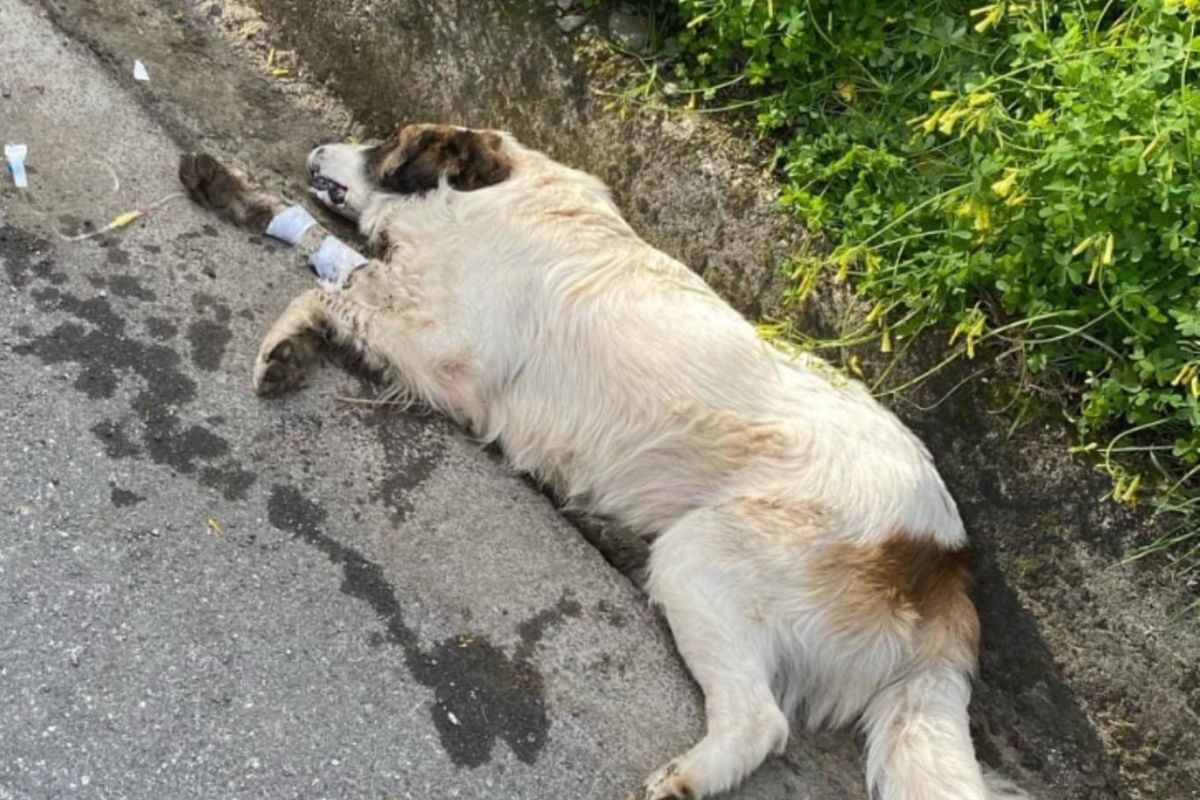 cane randagio investito fuscaldo