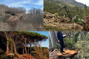 deforestazione calabria