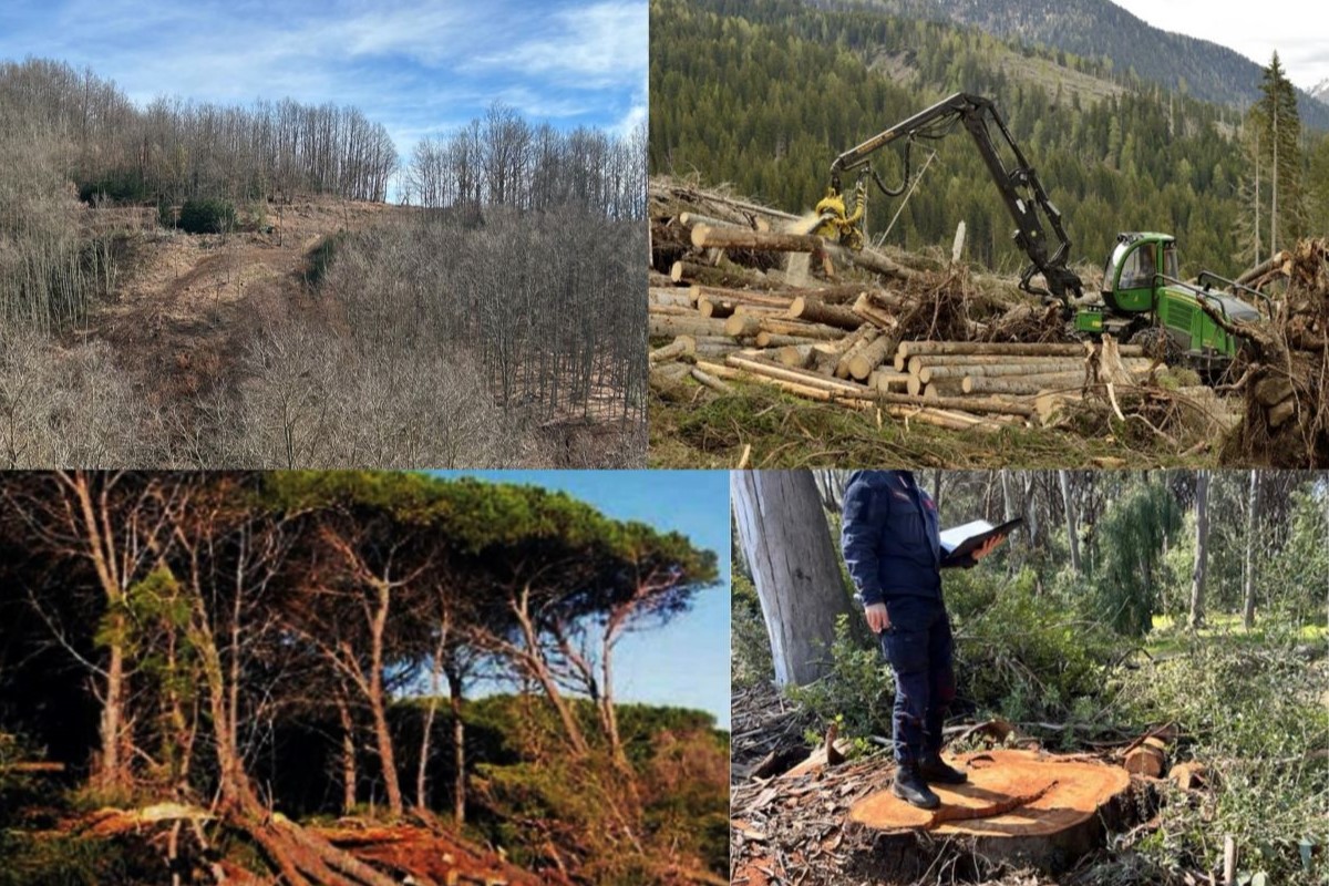 deforestazione calabria