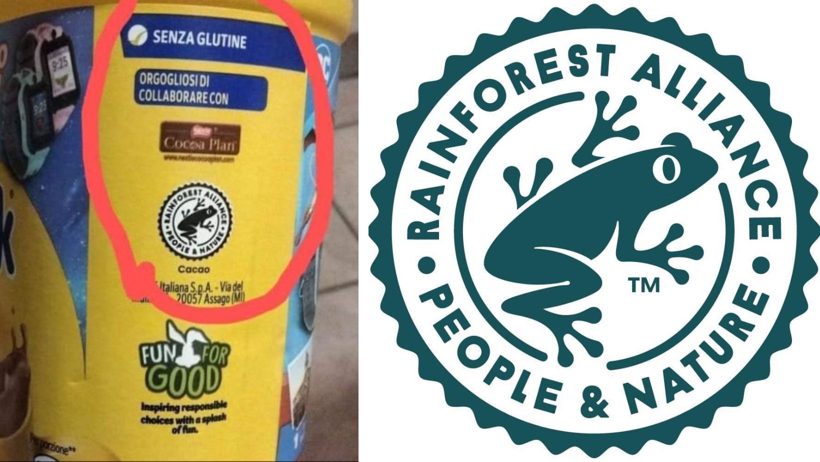 fake farina di insetti