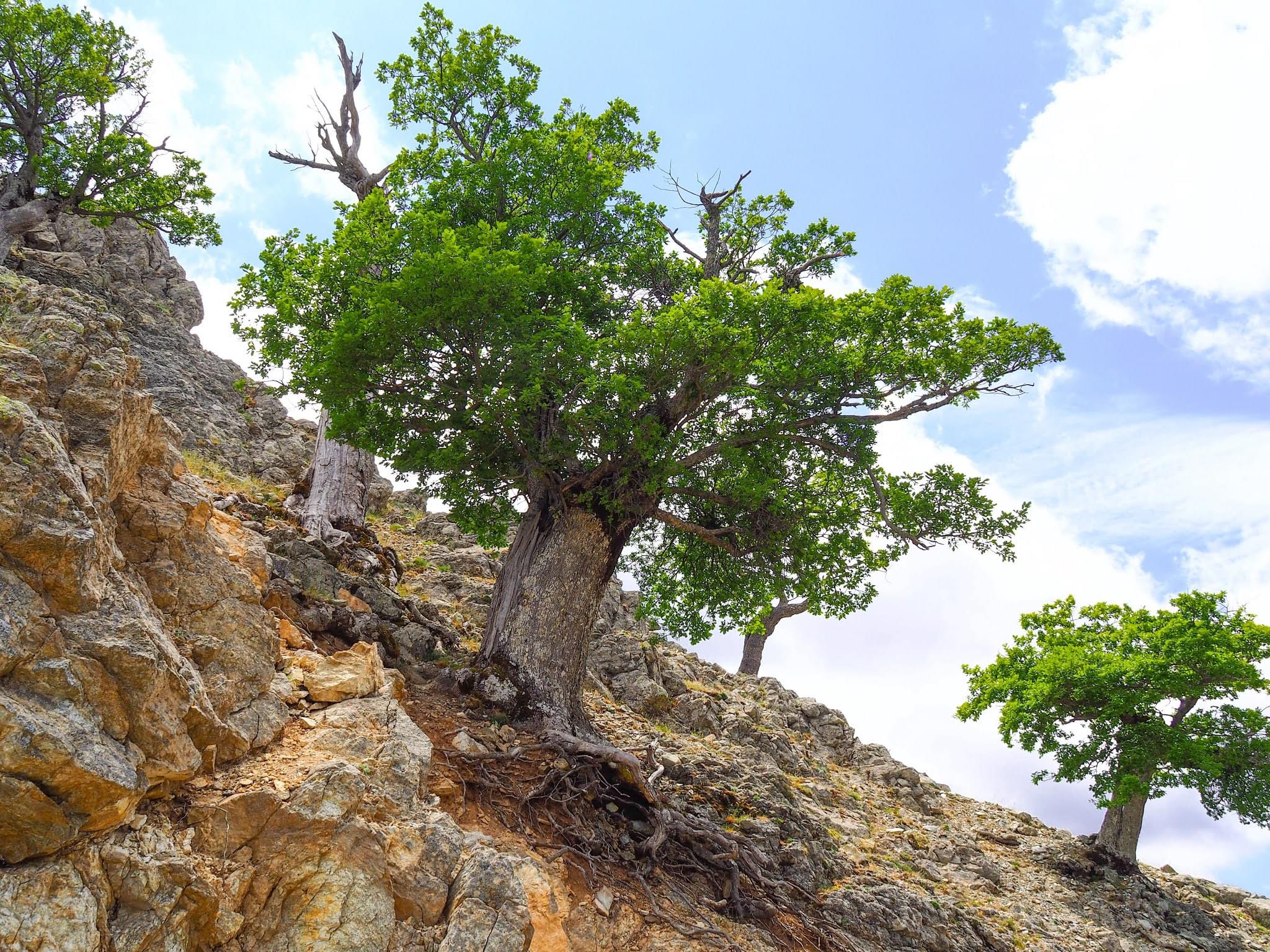 quercia lungo il crinale di Monte Perre