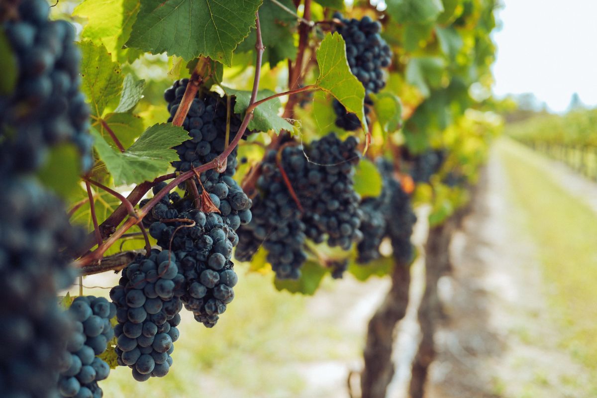vigne vino uva