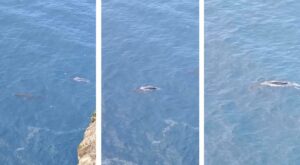 Balenottere a Palmi