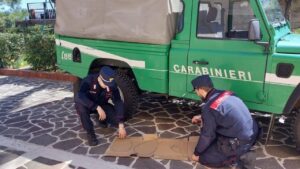 carabinieri reparto parco cotronei sila