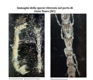 crostaceo alieno gioia tauro