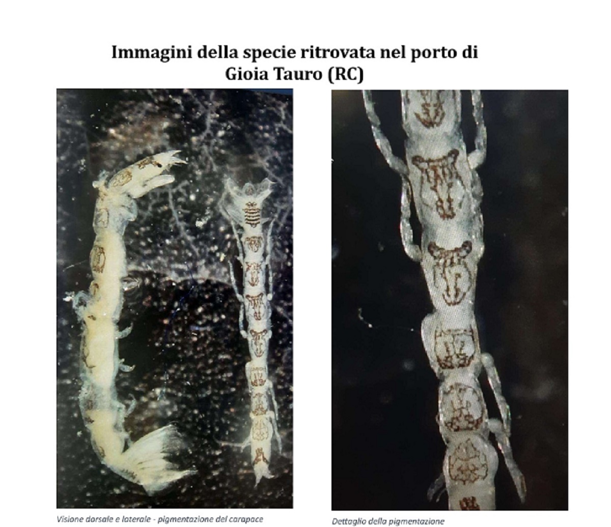 crostaceo alieno gioia tauro
