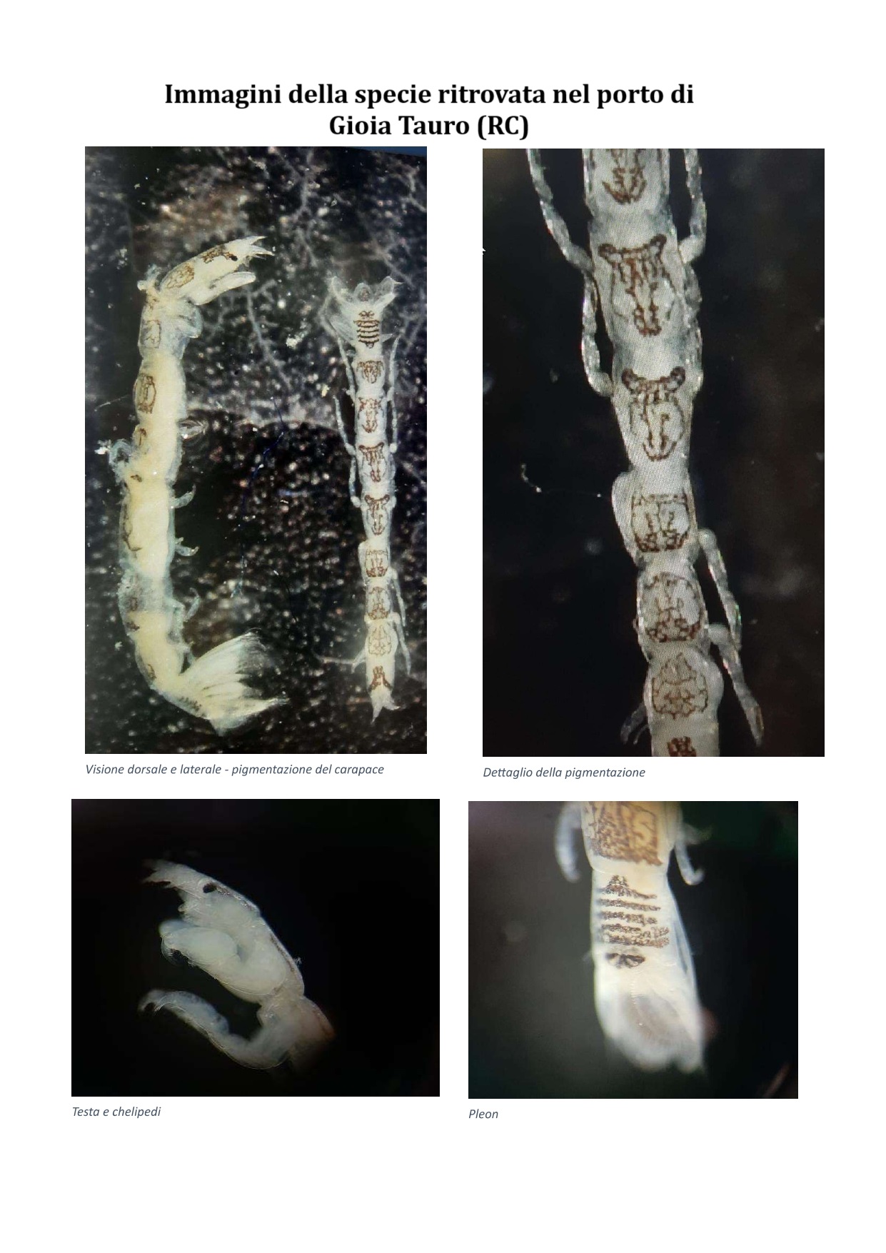 crostaceo alieno gioia tauro