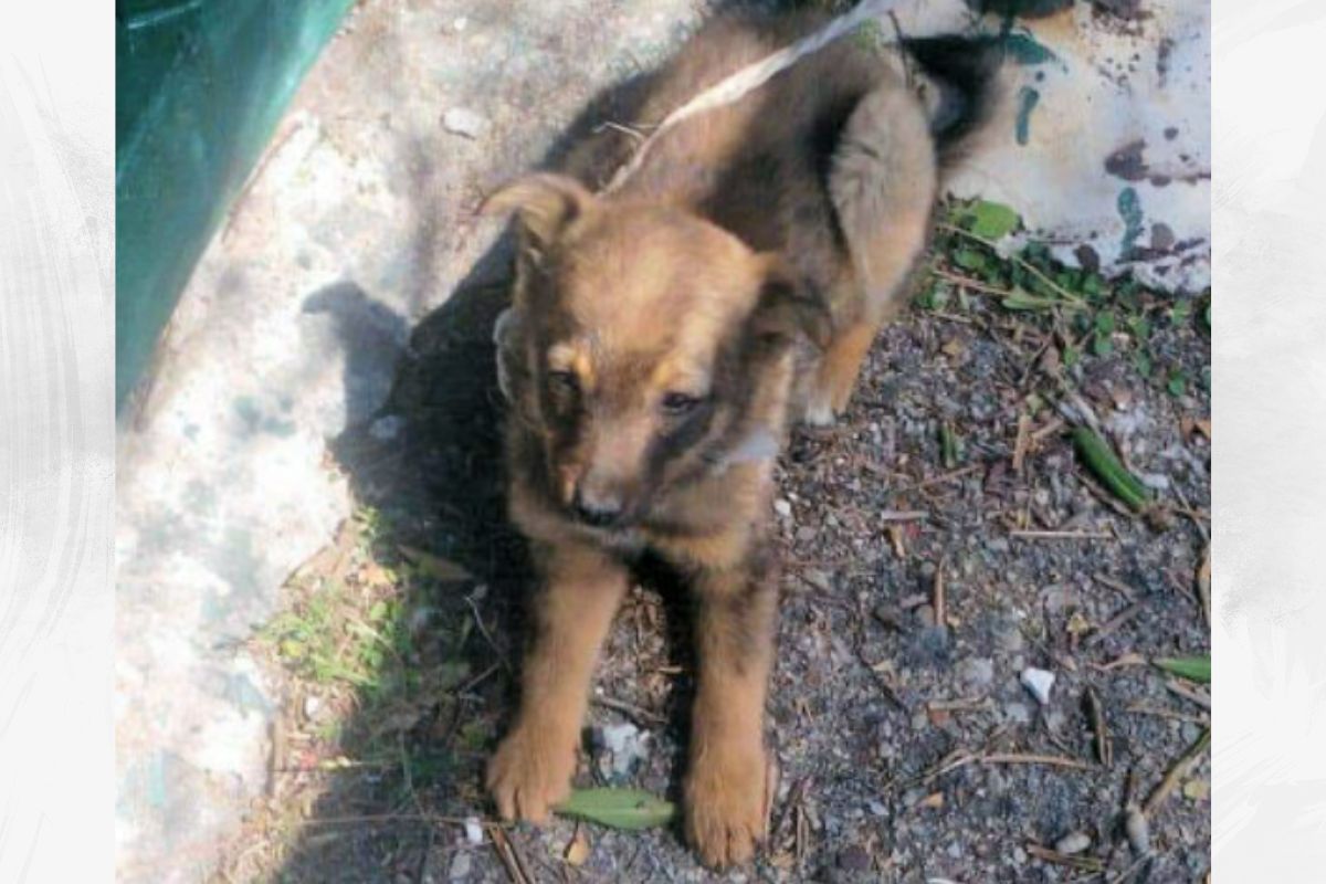 cucciolo salvato in mare paola