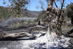 incendi uliveti