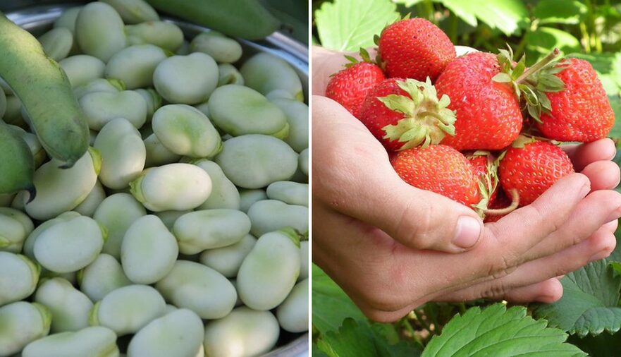 Fave e fragole