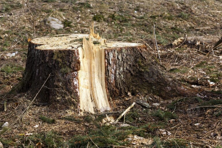 albero tagliato