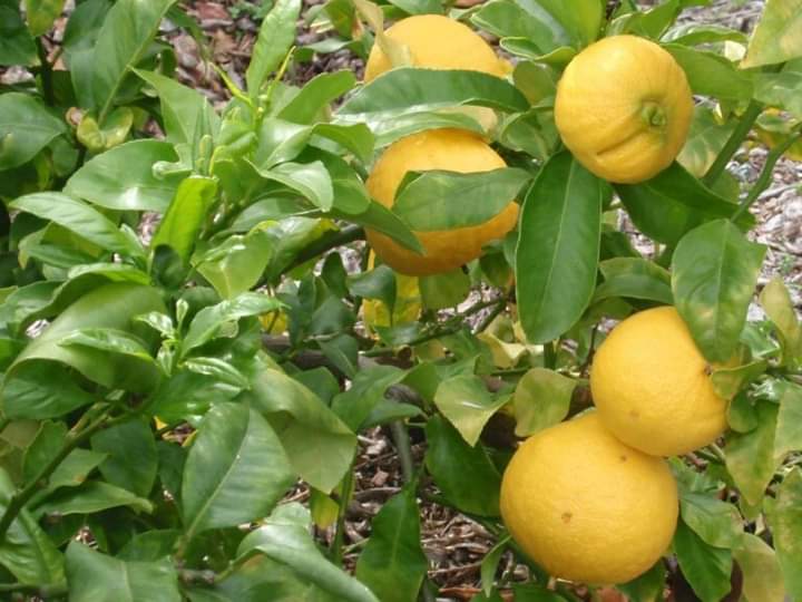 bergamotto di reggio calabria