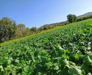broccolo di rapa bisignano (1)