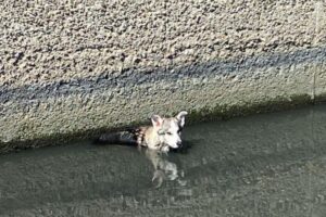 cane bloccato nel canalone di sibari