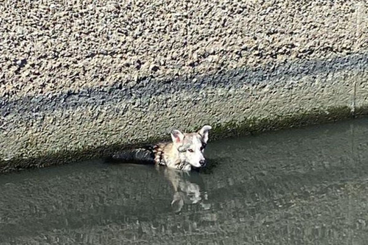 cane bloccato nel canalone di sibari