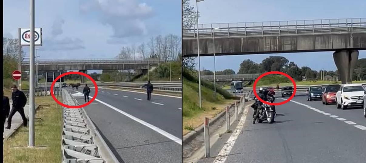 cavallo autostrada