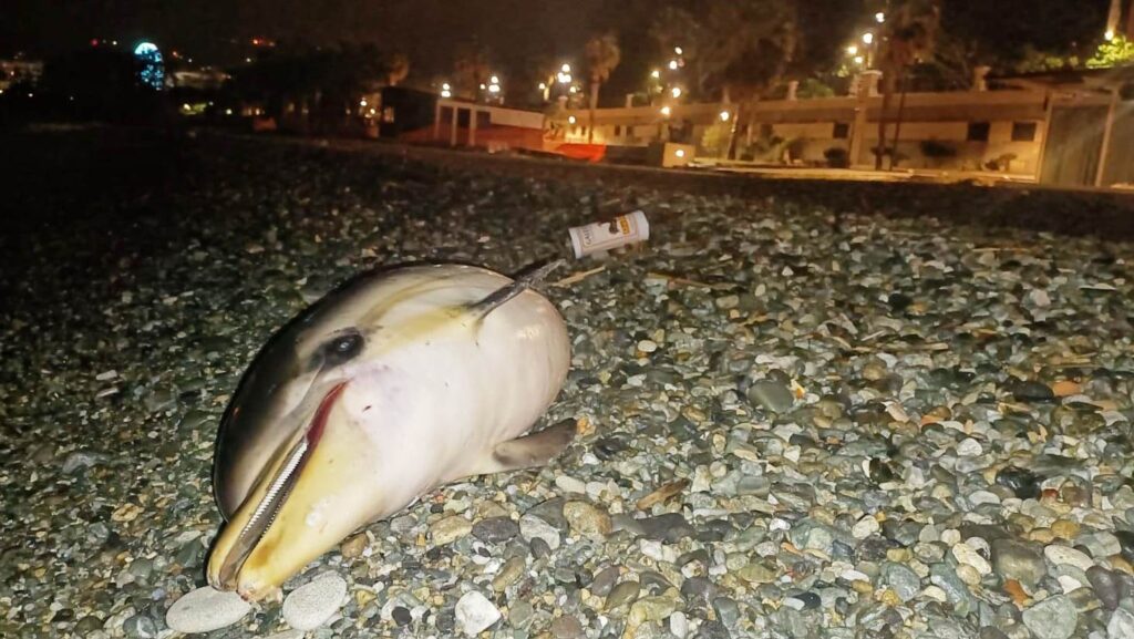 delfino morto reggio calabria