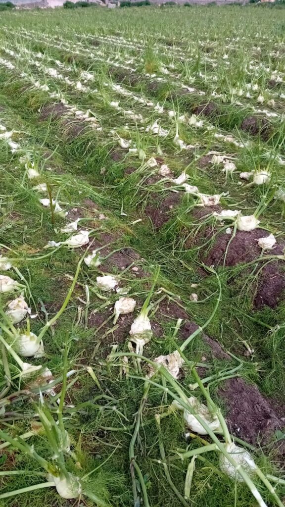 finocchio non raccolti
