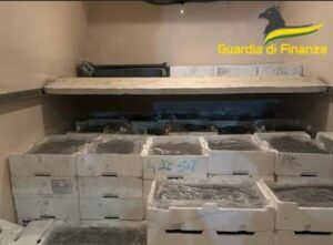 pesca illegale novellame