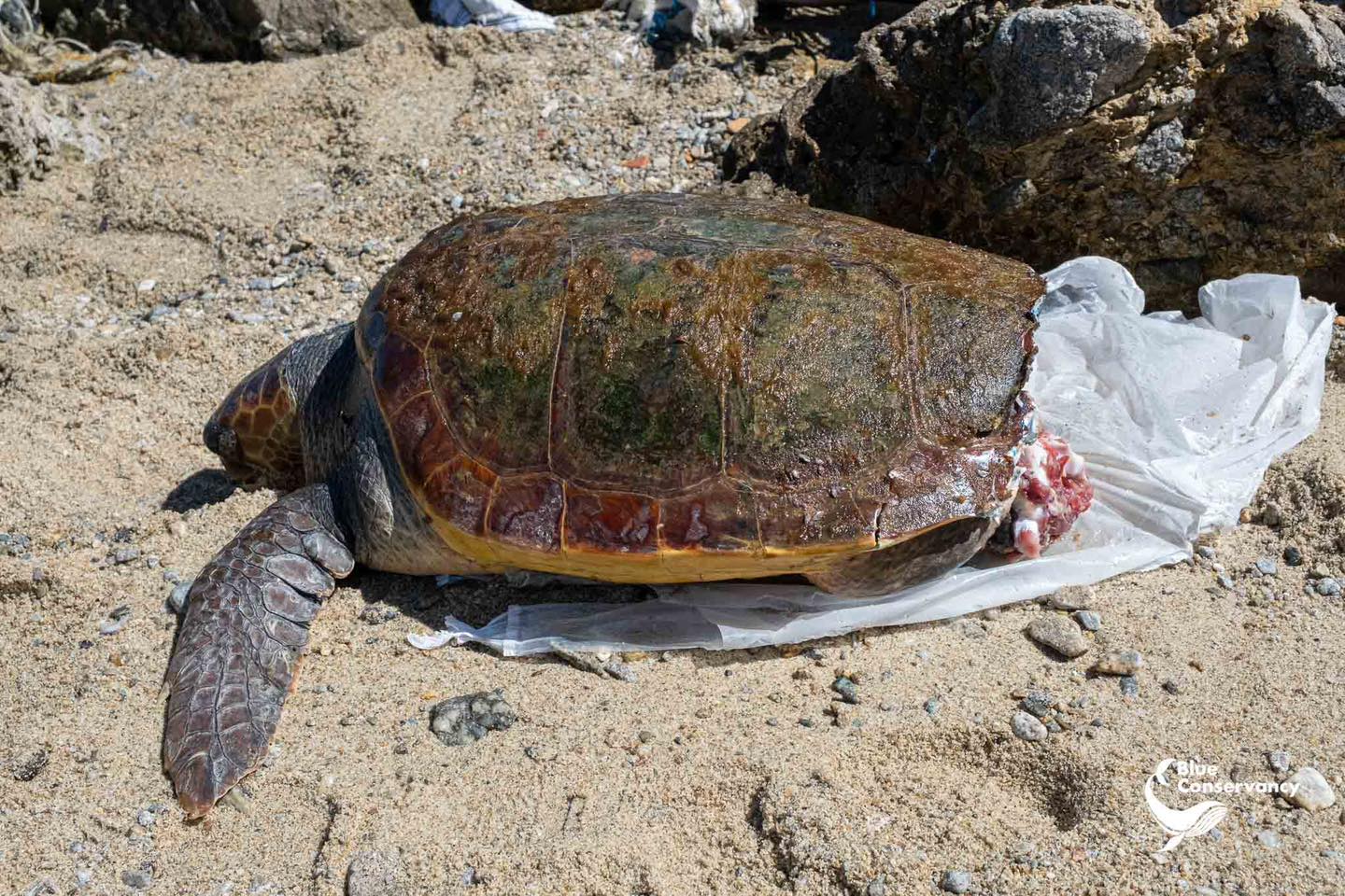 tartaruga morta stretto di messina (8)