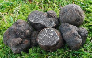 tartufo nero di calabria