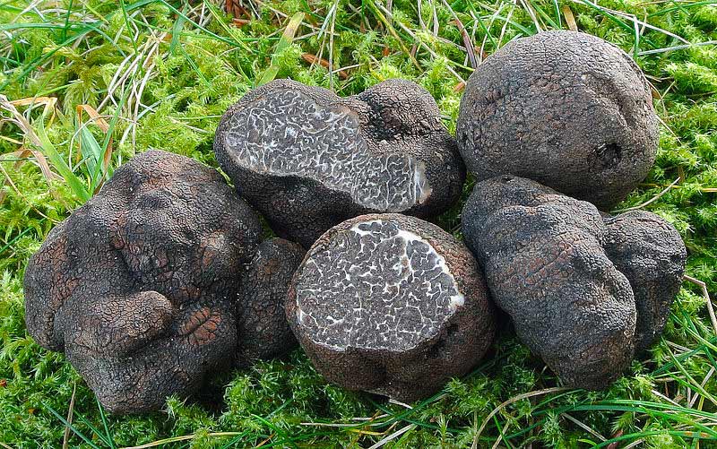 tartufo nero di calabria