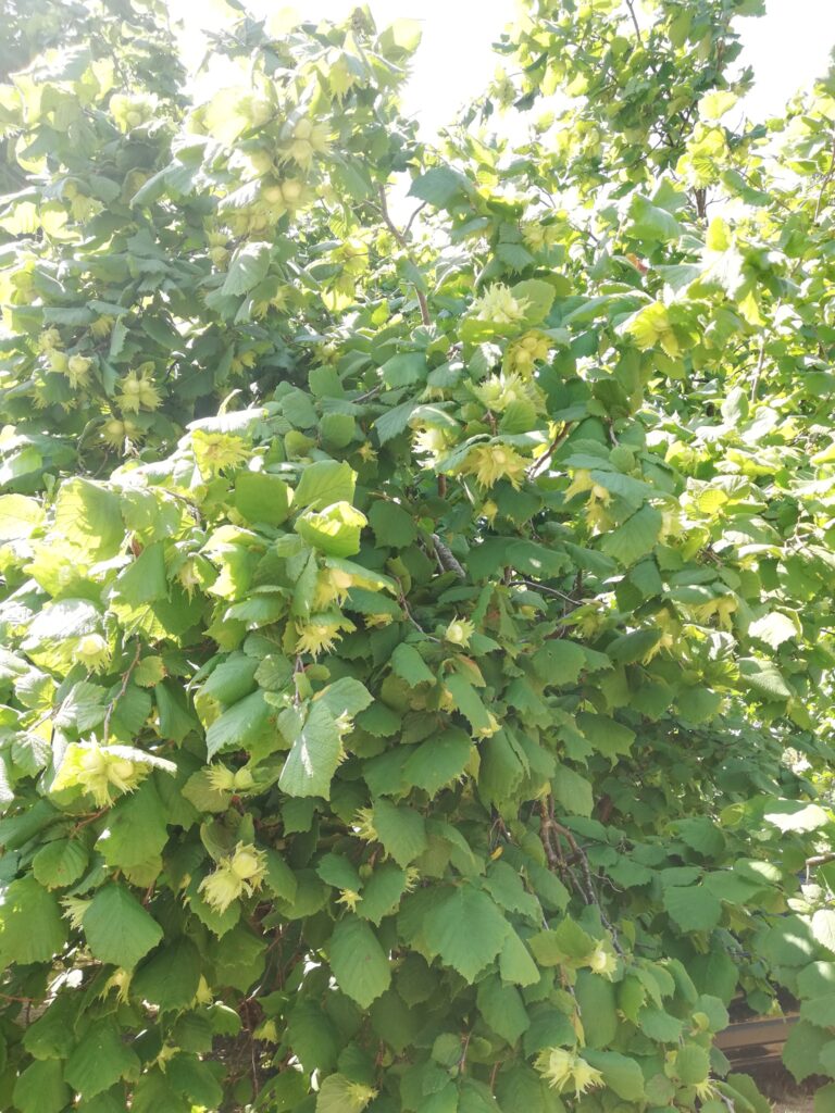 Albero_con_frutto