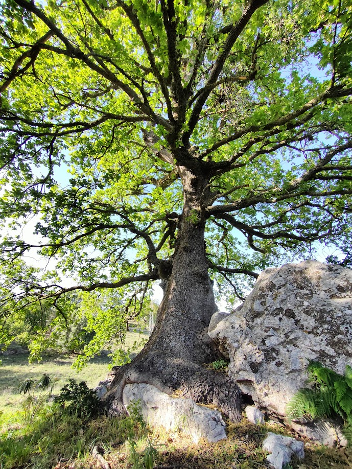 Quercus virgiliana