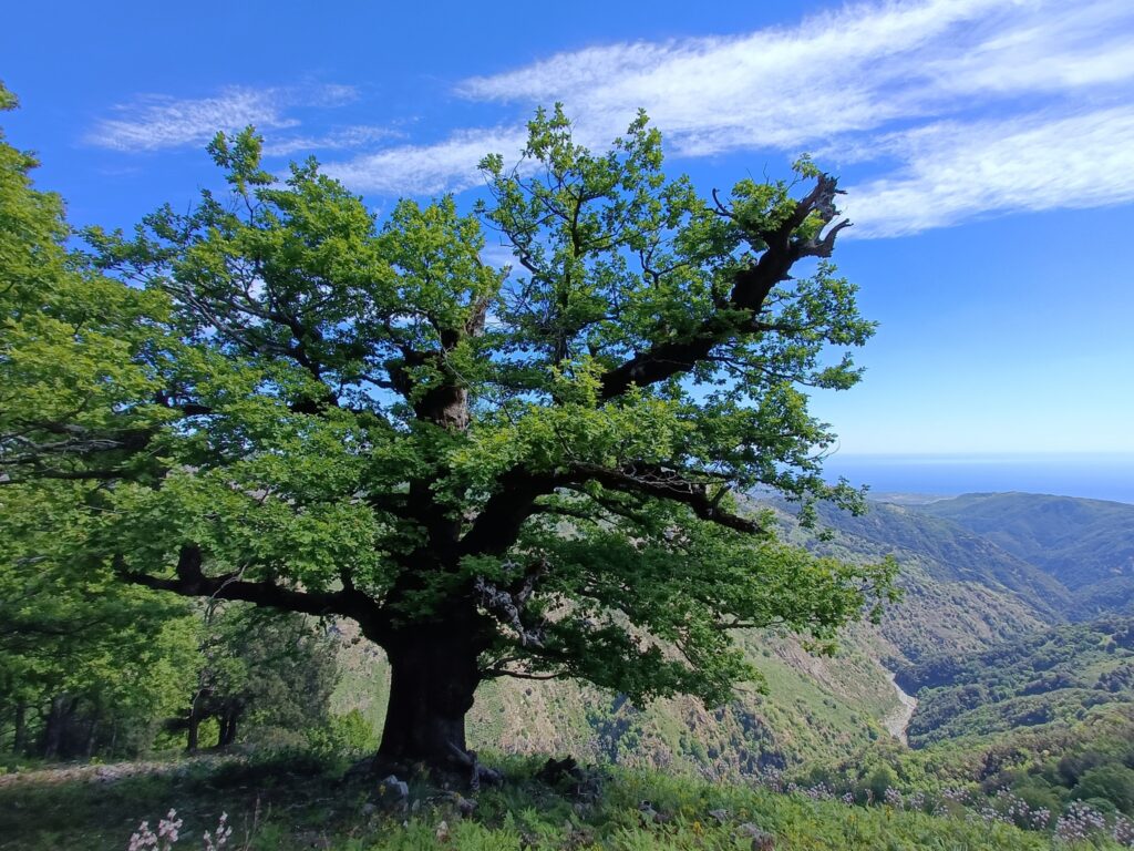 Rovere di monte Perre (Samo)