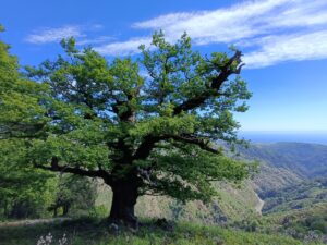 Rovere di monte Perre (Samo)