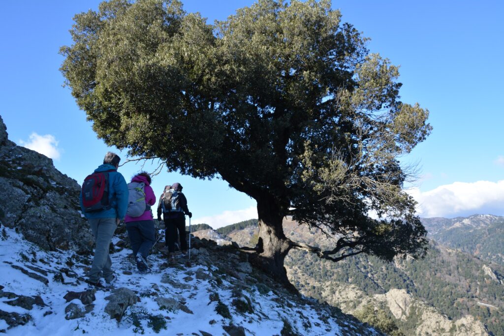 albero monumentale